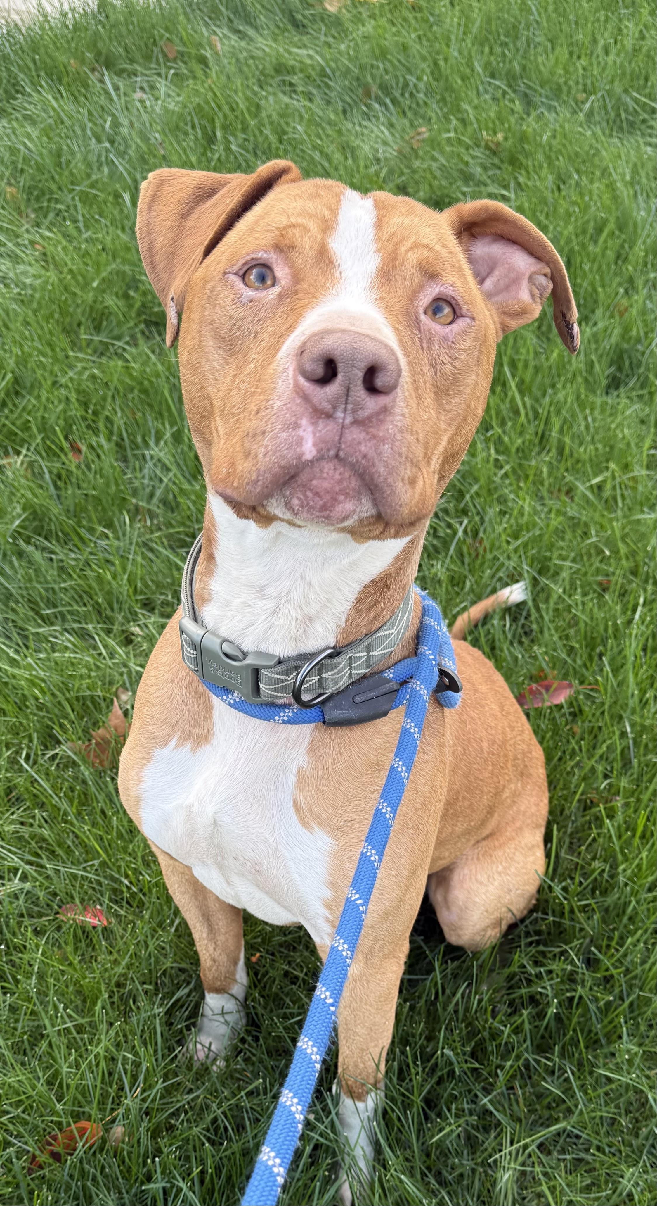 Enlarge Fletcher, a Adoptable Mixed Breed in McKeesport, PA image 4/6