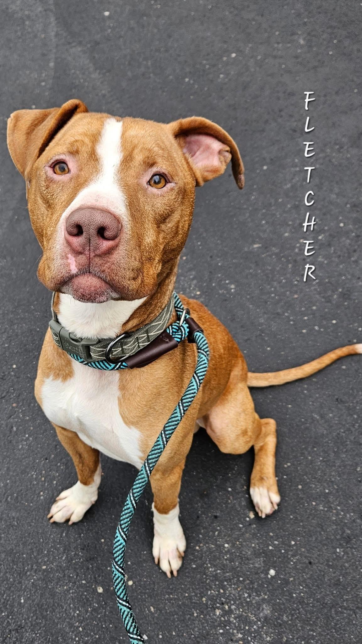 Enlarge Fletcher, a Adoptable Mixed Breed in McKeesport, PA image 5/6