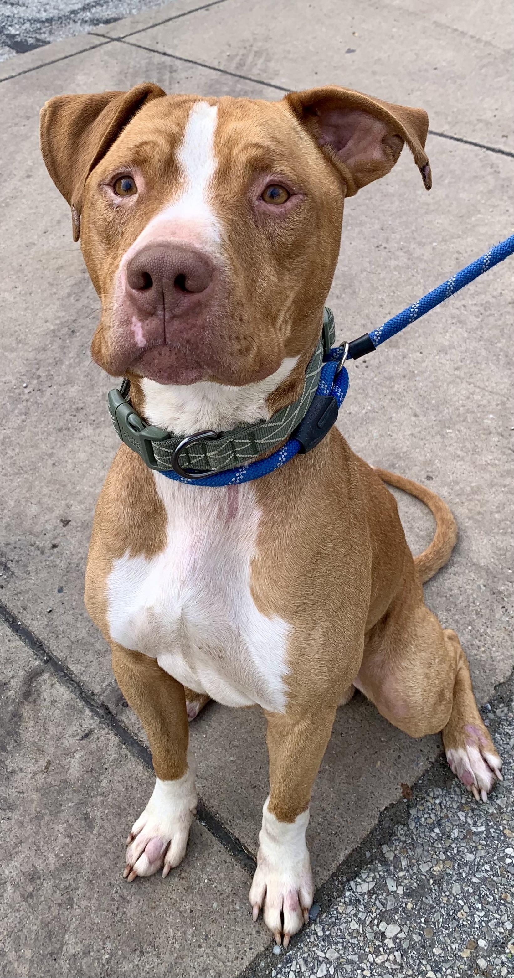 Enlarge Fletcher, a Adoptable Mixed Breed in McKeesport, PA image 6/6