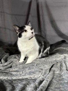 Doodle, Adoptable, Adult Male Domestic Short Hair.