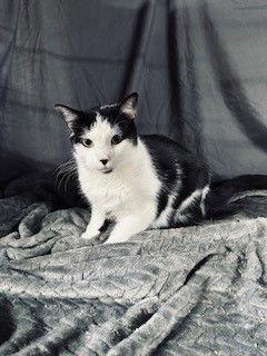 Doodle, a Adoptable Domestic Short Hair in Apollo, PA image 3/3