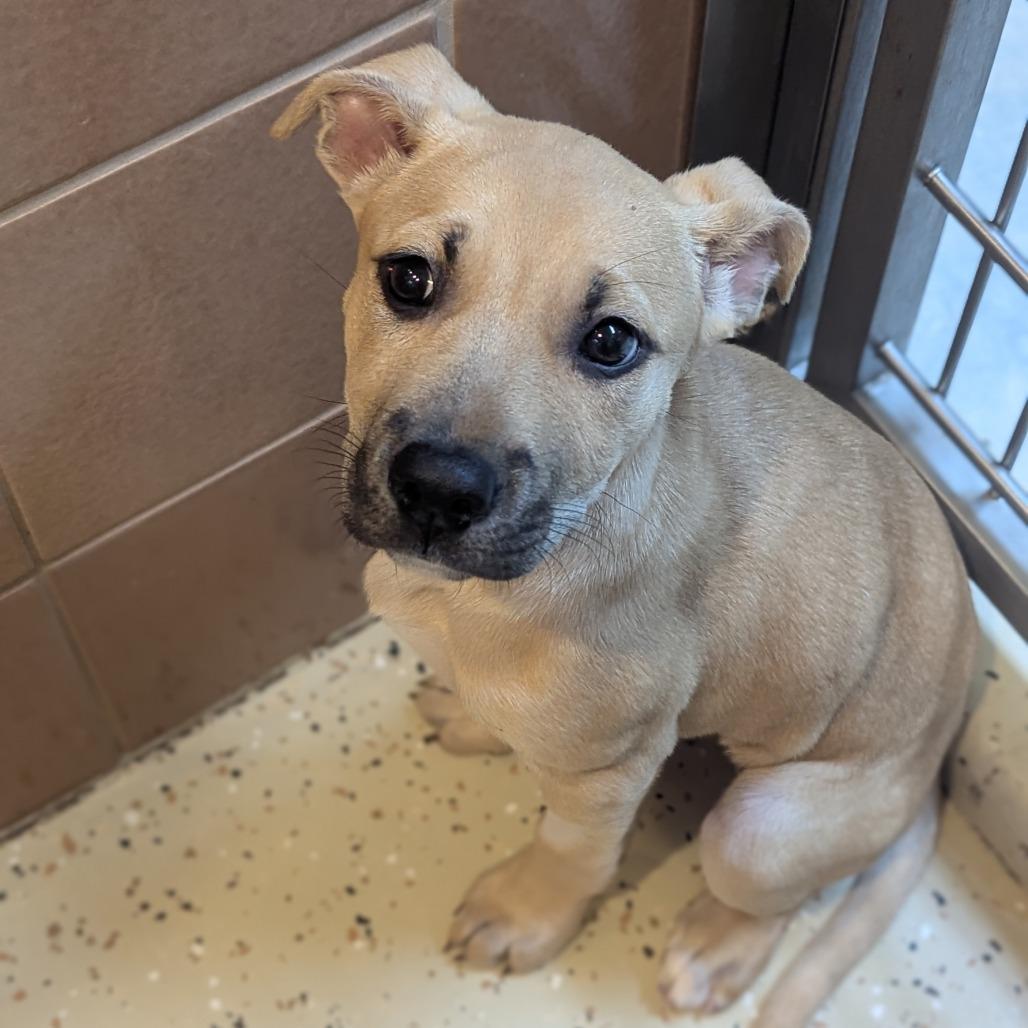 Enlarge Acadia, a Adoptable Mixed Breed in Fenton, MI image 1/1