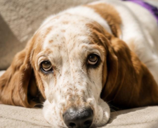 Enlarge Ellie Bells, a Adoption Pending Basset Hound in TULSA, OK image 1/6