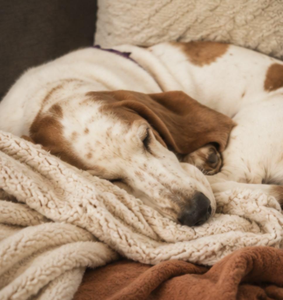 Enlarge Ellie Bells, a Adoption Pending Basset Hound in TULSA, OK image 2/6