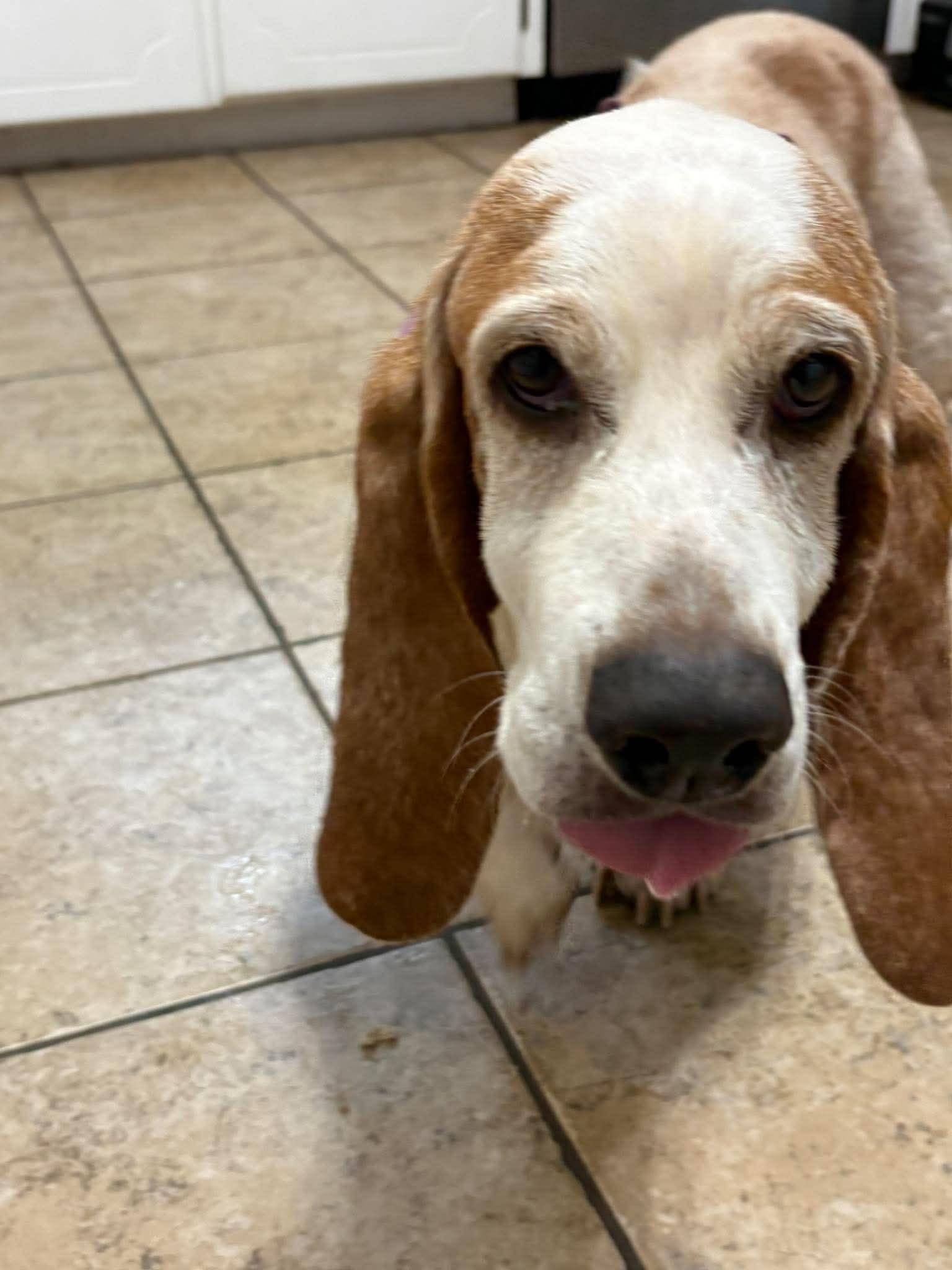Ellie Bells, Adoptable, Senior Female Basset Hound.