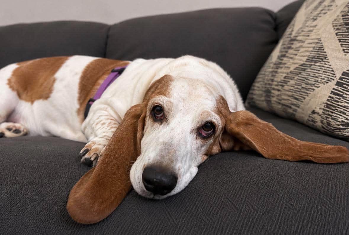 Enlarge Ellie Bells, a Adoption Pending Basset Hound in TULSA, OK image 3/6