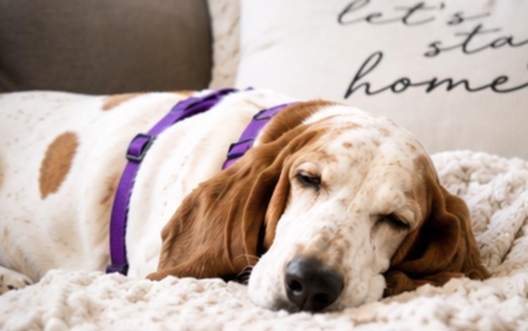 Enlarge Ellie Bells, a Adoption Pending Basset Hound in TULSA, OK image 6/6