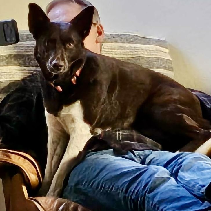 Enlarge Brownie, a Adoptable mixed breed in Portland, OR image 6/6