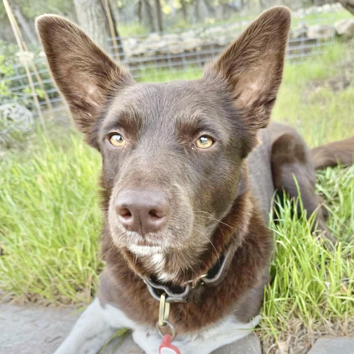 Enlarge Brownie, a Adoptable mixed breed in Portland, OR image 4/6