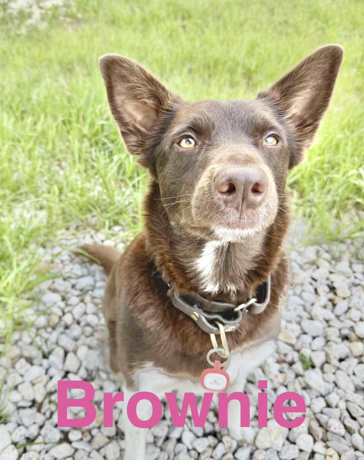 Enlarge Brownie, a Adoptable mixed breed in Portland, OR image 2/6