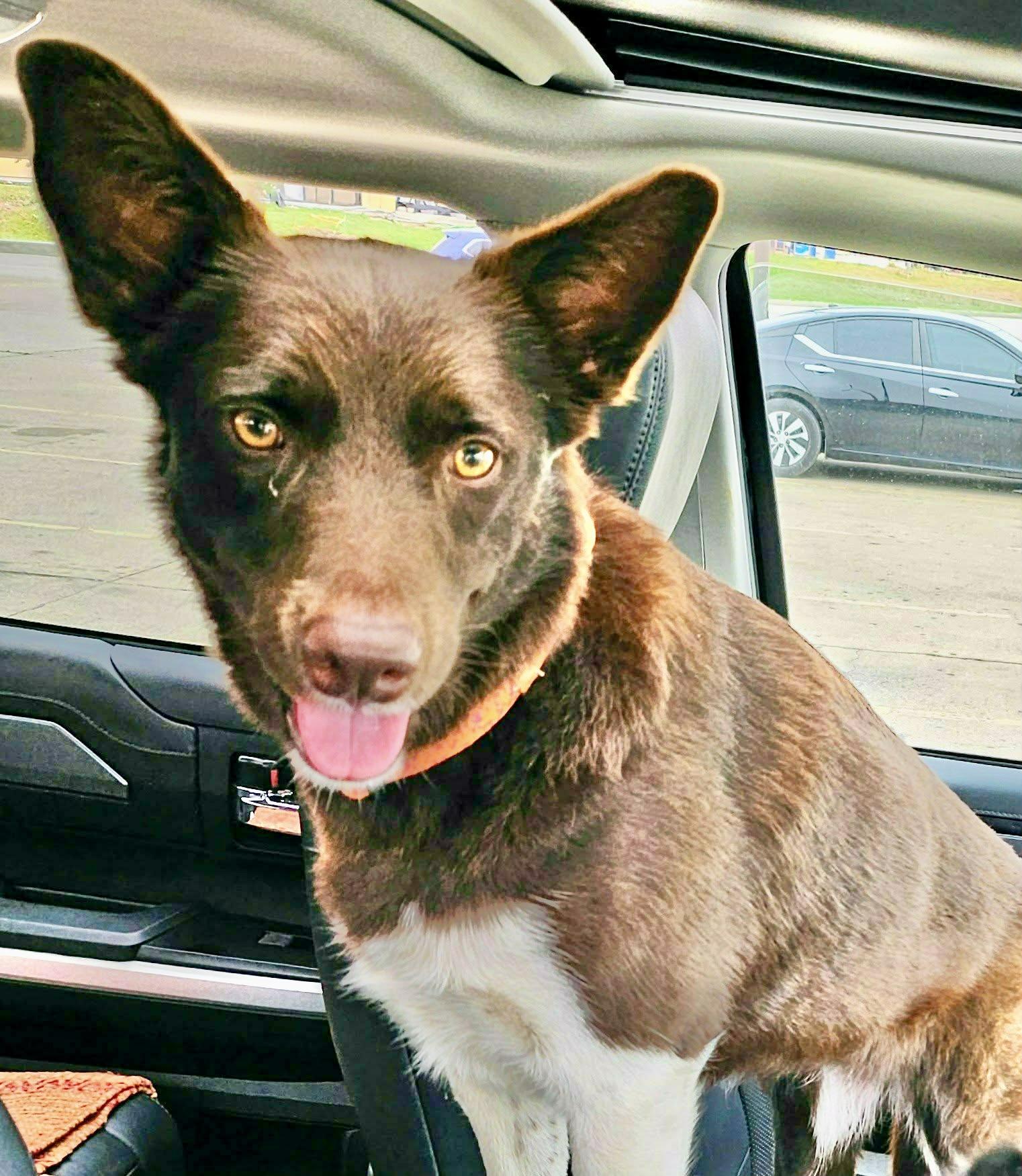 Brownie, Adoptable, Young Female Border Collie & Australian Shepherd.