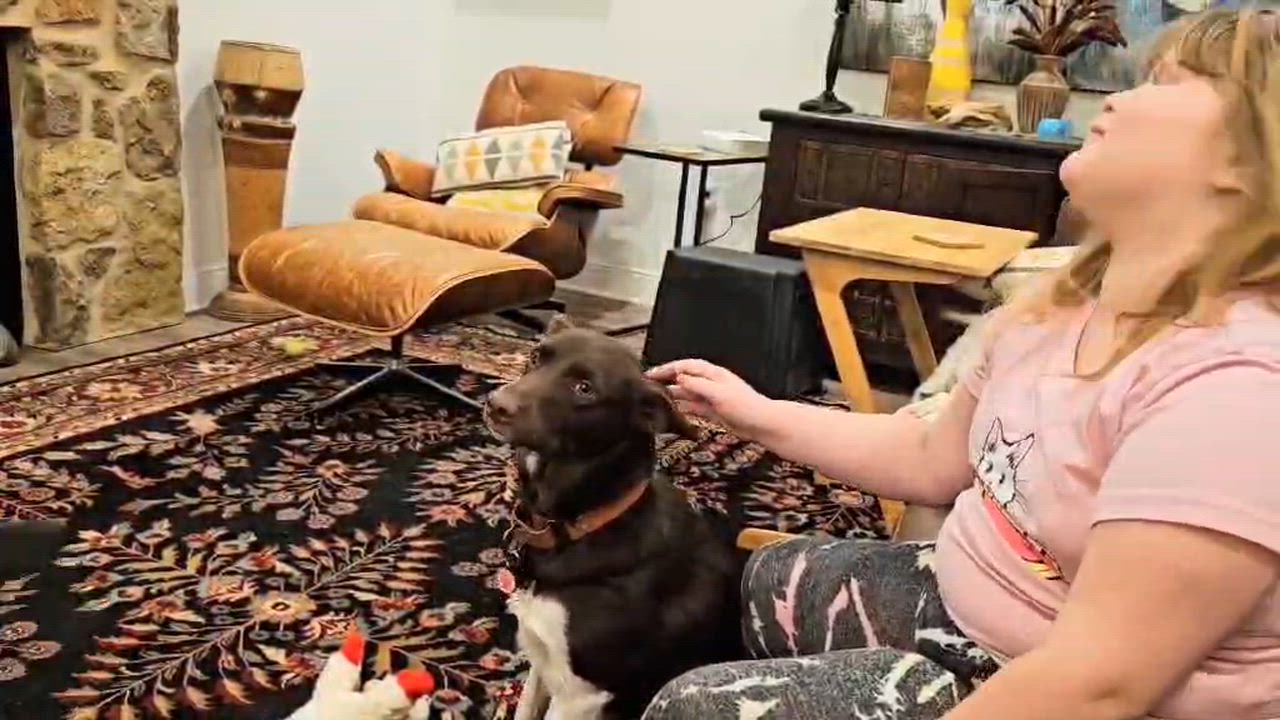 Enlarge Brownie, a Adoptable mixed breed in Portland, OR video 3/6