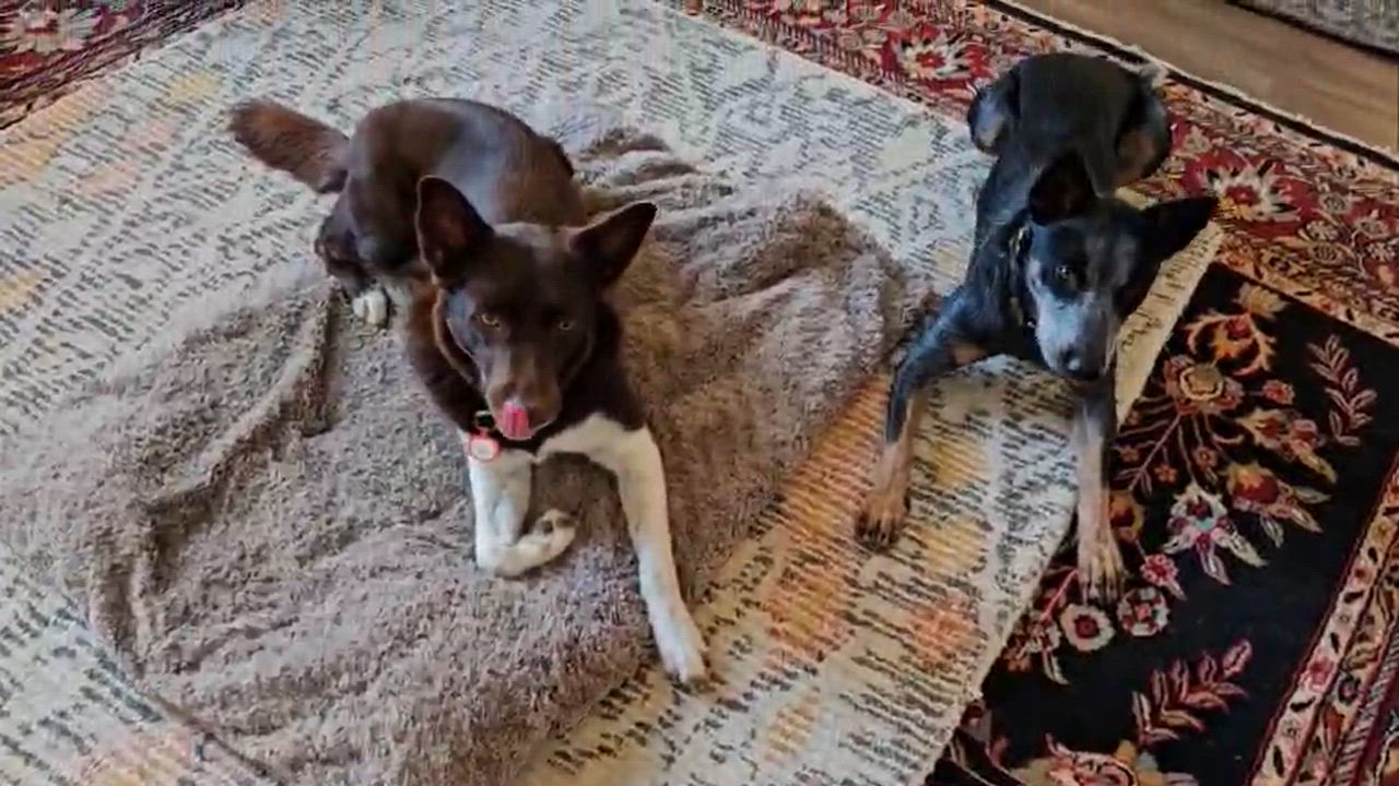 Enlarge Brownie, a Adoptable mixed breed in Portland, OR video 5/6