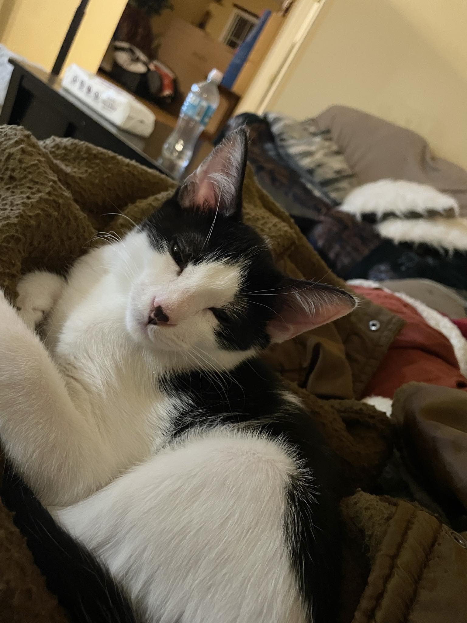 Robin =^.^=, a Adoptable Domestic Short Hair in Jacksonville, FL image 1/6