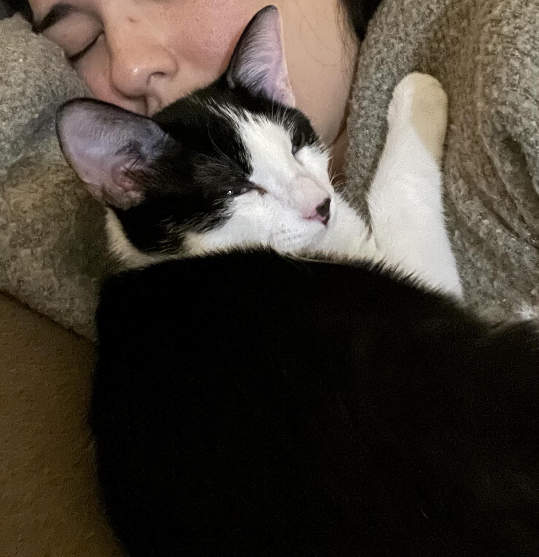 Robin =^.^=, a Adoptable Domestic Short Hair in Jacksonville, FL image 5/6