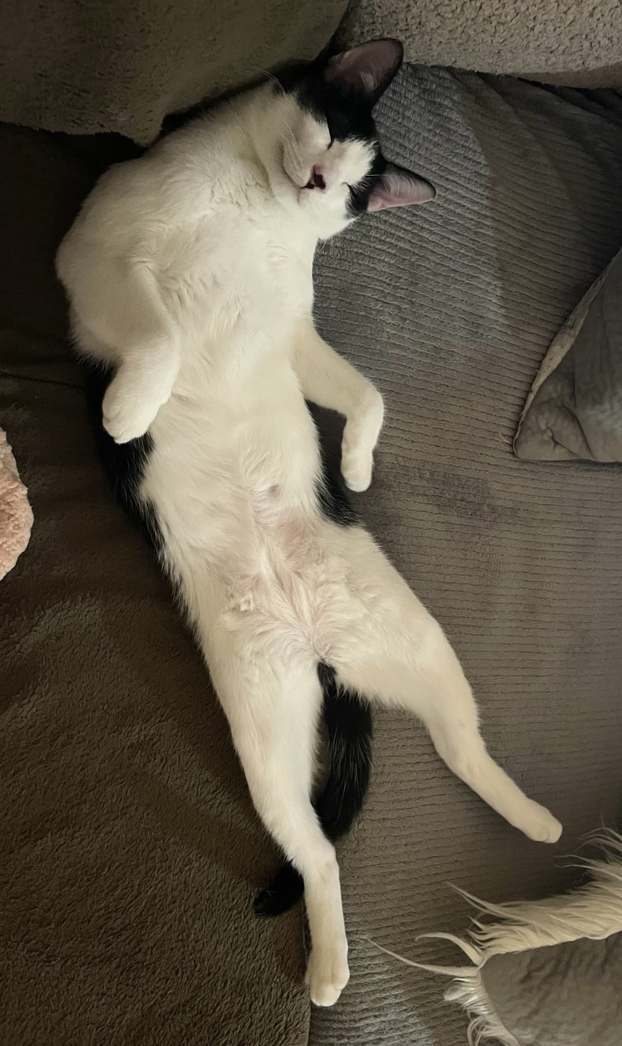 Robin =^.^=, a Adoptable Domestic Short Hair in Jacksonville, FL image 4/6