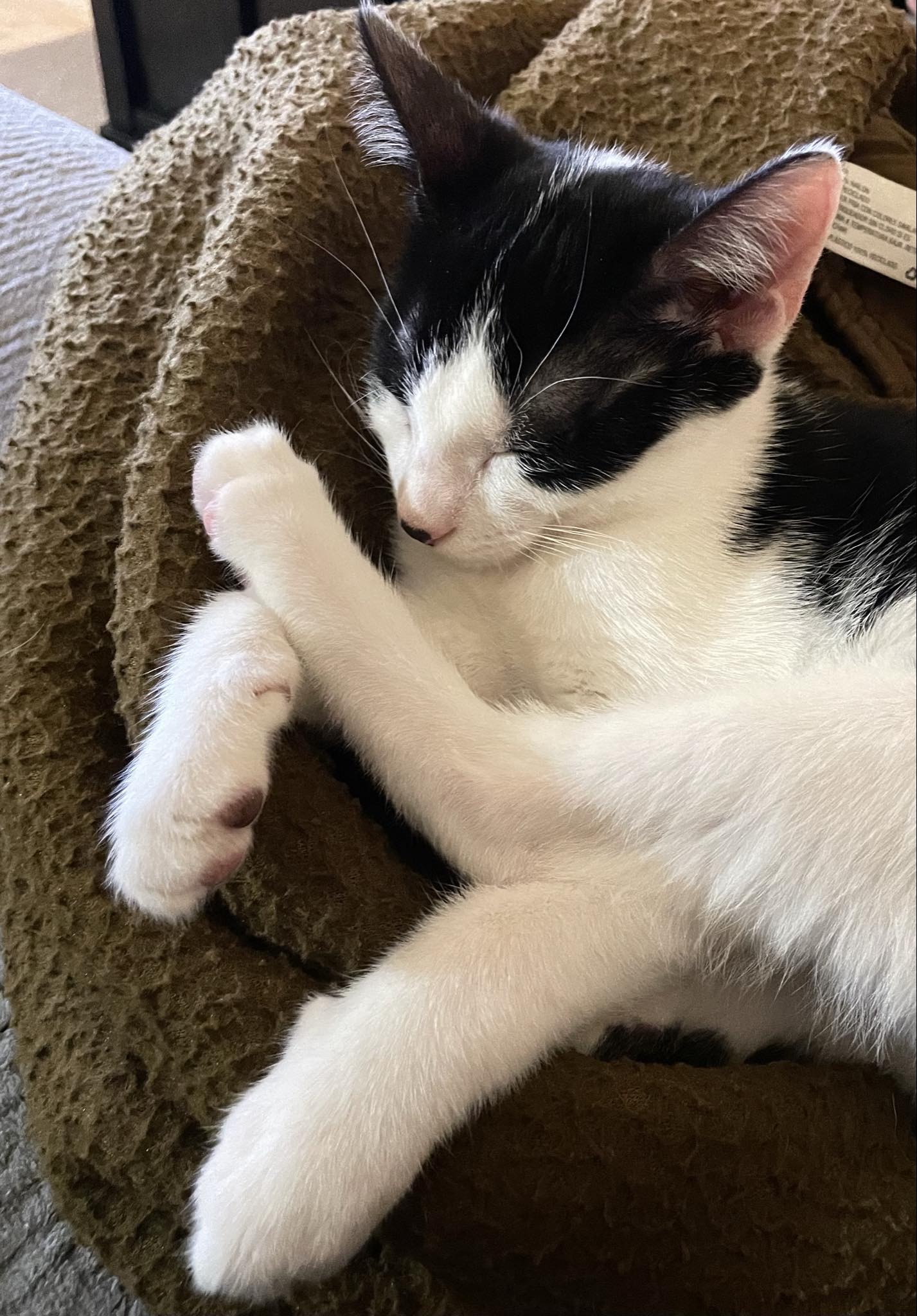 Robin =^.^=, a Adoptable Domestic Short Hair in Jacksonville, FL image 6/6