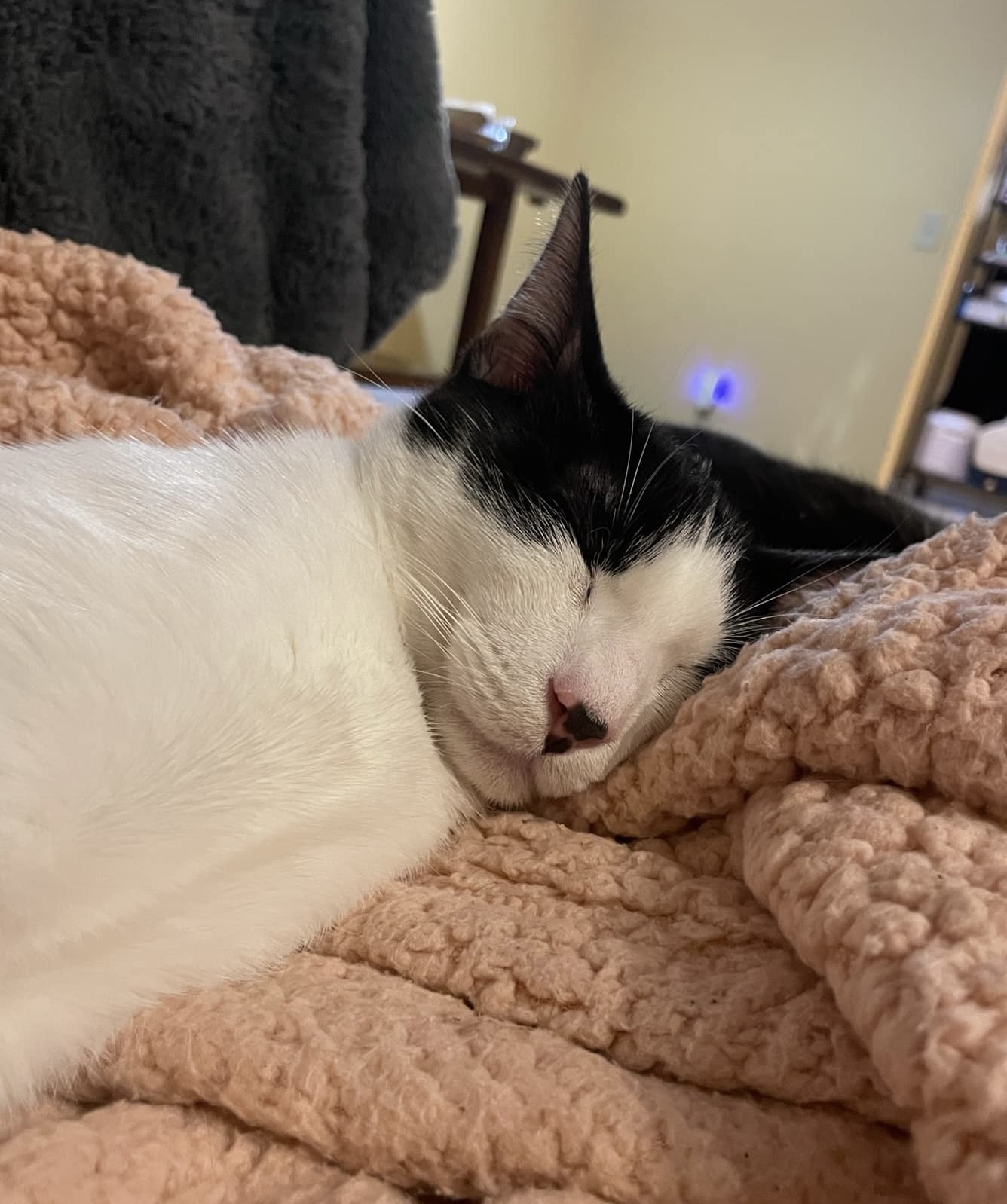Robin =^.^=, an adoptable Domestic Short Hair in Jacksonville, FL, 32206 | Photo Image 2