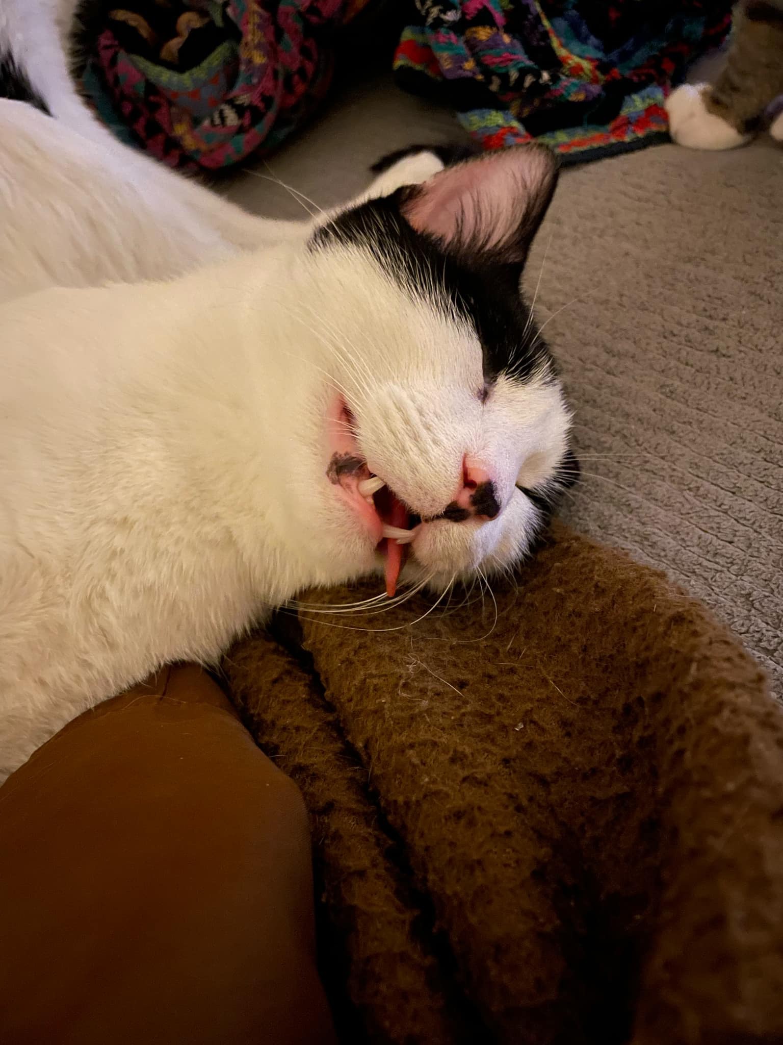 Robin =^.^=, a Adoptable Domestic Short Hair in Jacksonville, FL image 3/6