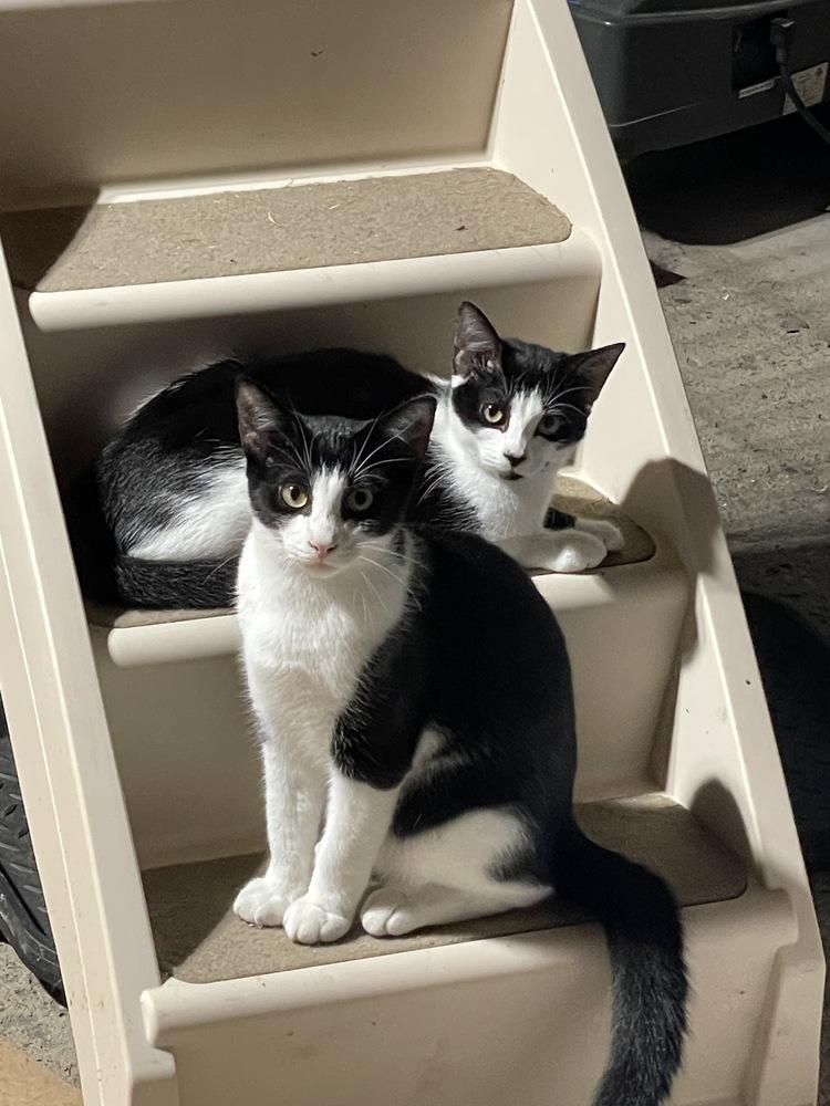 Domino, Adoptable, Kitten Male Domestic Short Hair.