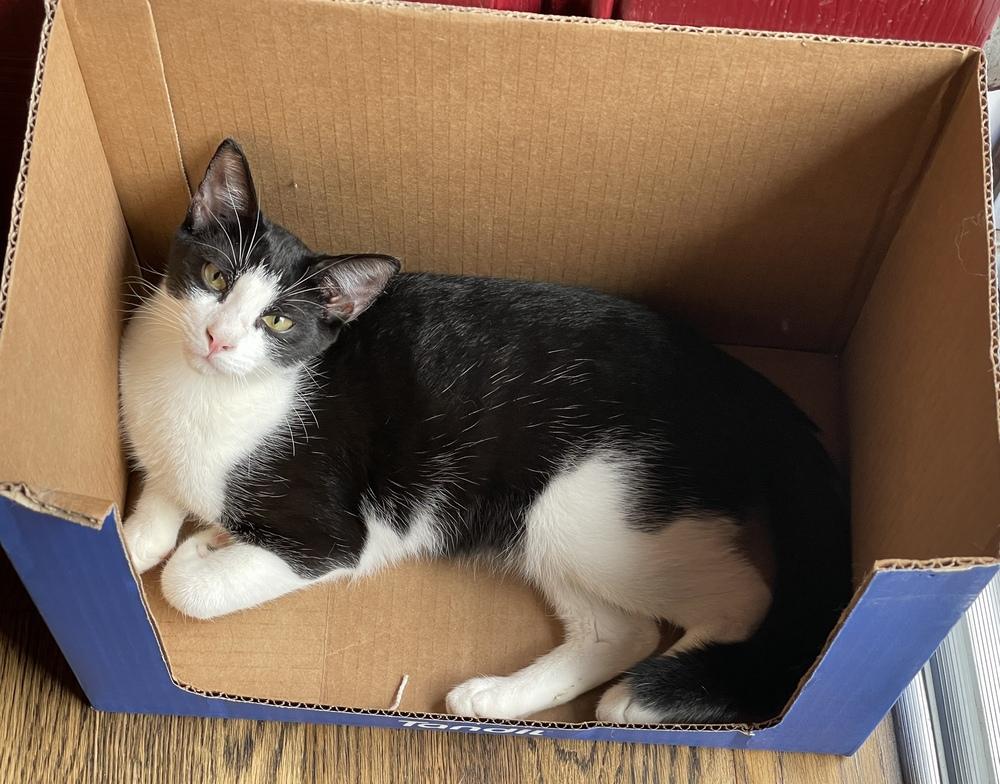 Enlarge Domino, a Adoptable mixed breed in Olyphant, PA image 2/6