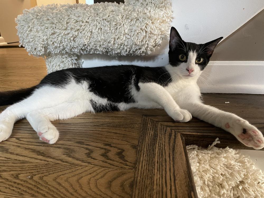 Enlarge Domino, a Adoptable mixed breed in Olyphant, PA image 4/6