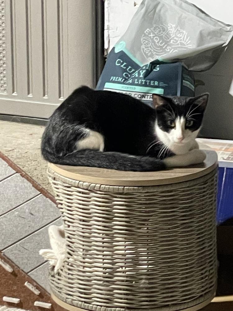 Enlarge Domino, a Adoptable mixed breed in Olyphant, PA image 5/6