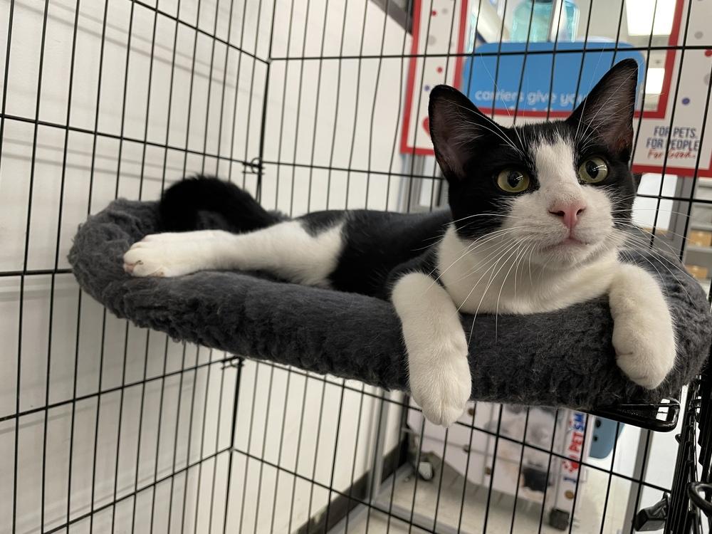 Enlarge Domino, a Adoptable mixed breed in Olyphant, PA image 6/6