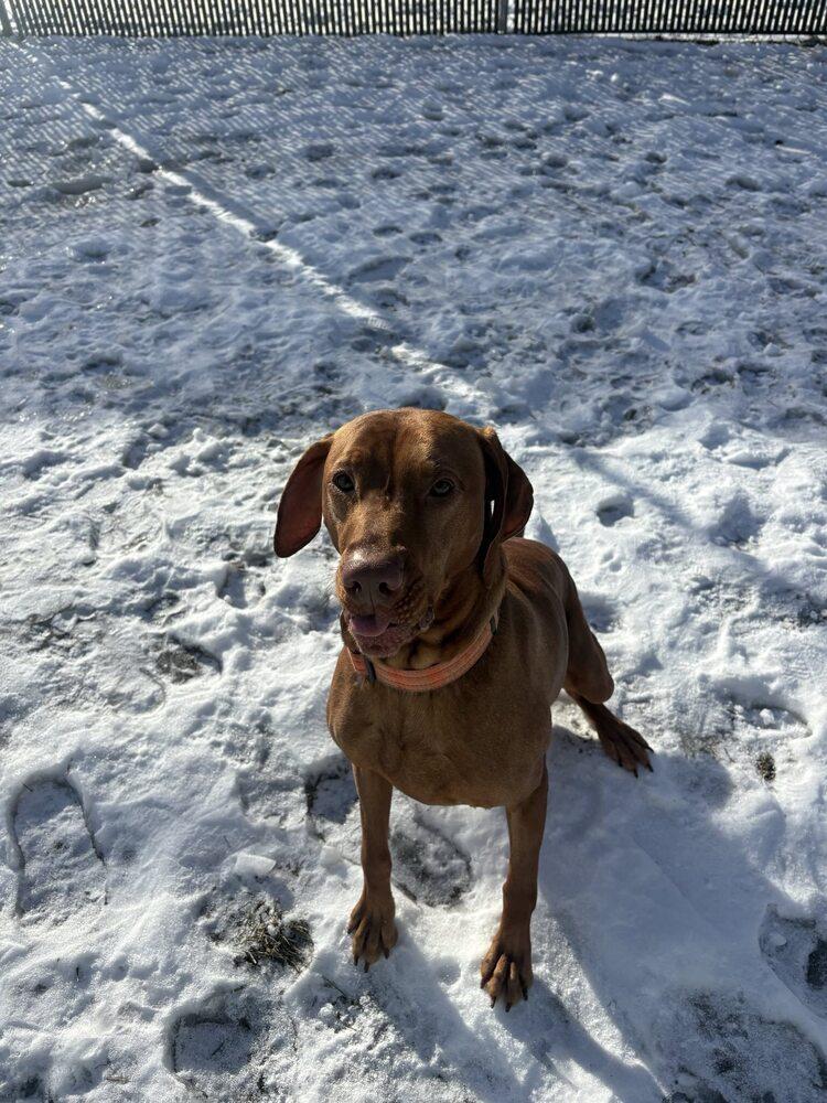 Enlarge Ingo, a Adoptable Vizsla in Trenton, ME image 2/2