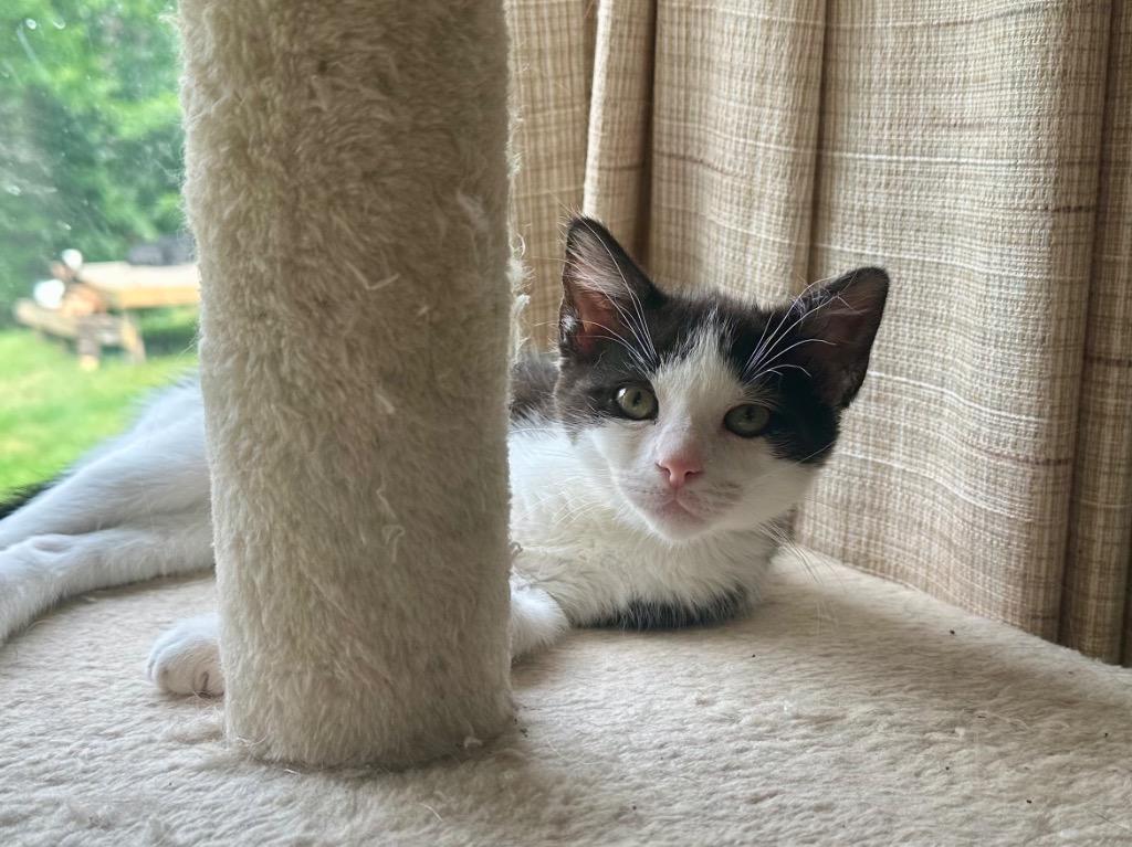 Enlarge Buffalo Wing, a Adoptable Domestic Short Hair in Cloquet, MN image 1/2