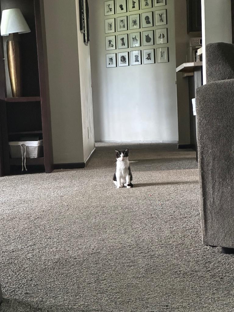 Buffalo Wing, a Adoptable Domestic Short Hair in Cloquet, MN image 2/2