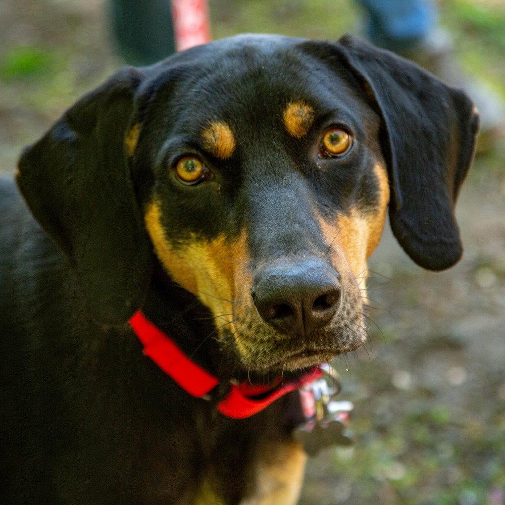 Korg, Adoptable, Young Male Coonhound & Terrier.