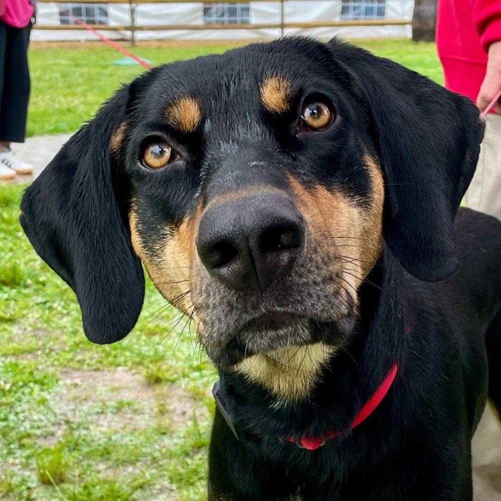 Korg, a Adoptable mixed breed in Bloomfield, CT image 2/3