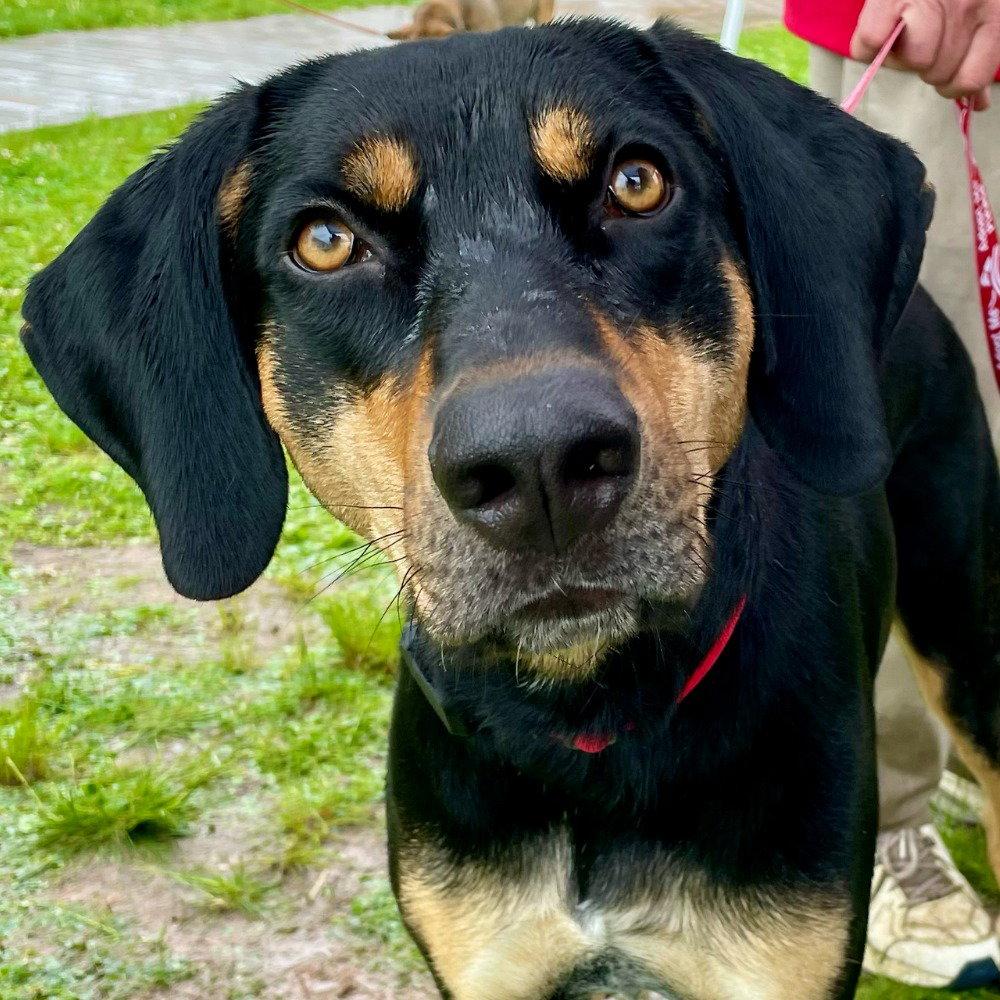 Korg, a Adoptable mixed breed in Bloomfield, CT image 3/3