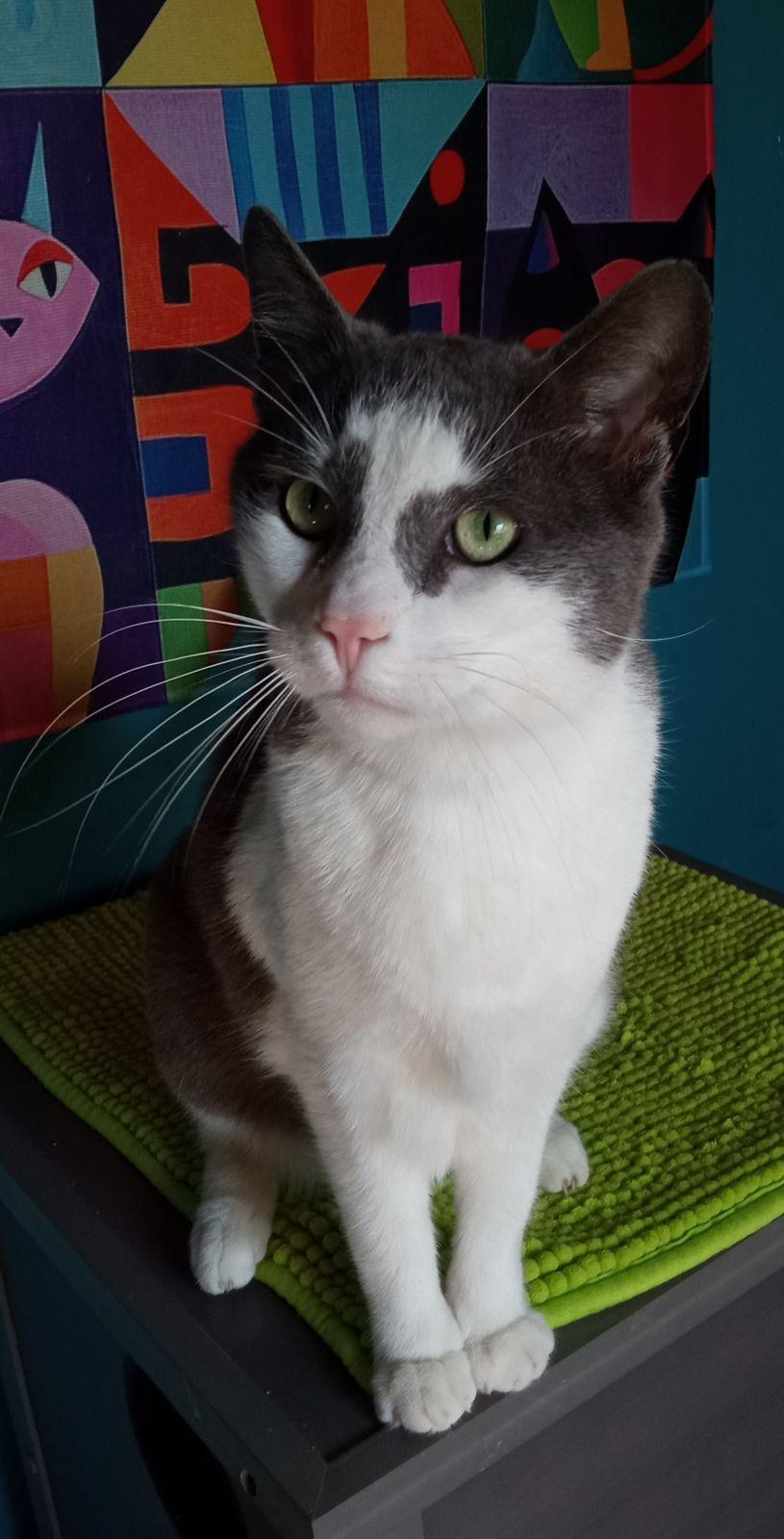 Tiny Tim, Adoptable, Adult Male Domestic Short Hair.