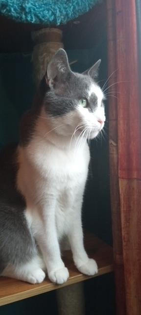 Tiny Tim, Adoptable, Adult Male Domestic Short Hair.