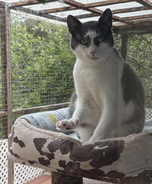 Tiny Tim, a Adoptable Domestic Short Hair in Santa Cruz, CA image 3/6