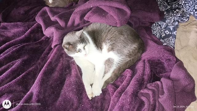 Tiny Tim, a Adoptable Domestic Short Hair in Santa Cruz, CA image 5/6