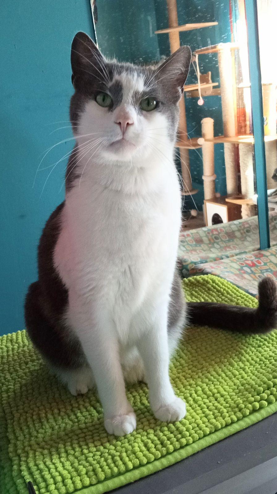 Tiny Tim, Adoptable, Adult Male Domestic Short Hair.