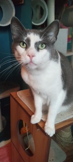 Tiny Tim, a Adoptable Domestic Short Hair in Santa Cruz, CA image 4/6