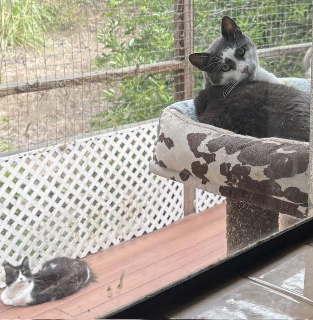 Tiny Tim, a Adoptable Domestic Short Hair in Santa Cruz, CA image 2/6