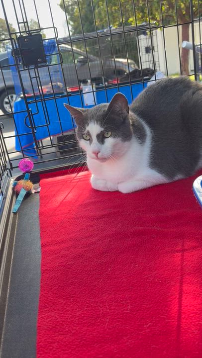 Enlarge Tiny Tim, a Adoptable Domestic Short Hair in Santa Cruz, CA video 4/6