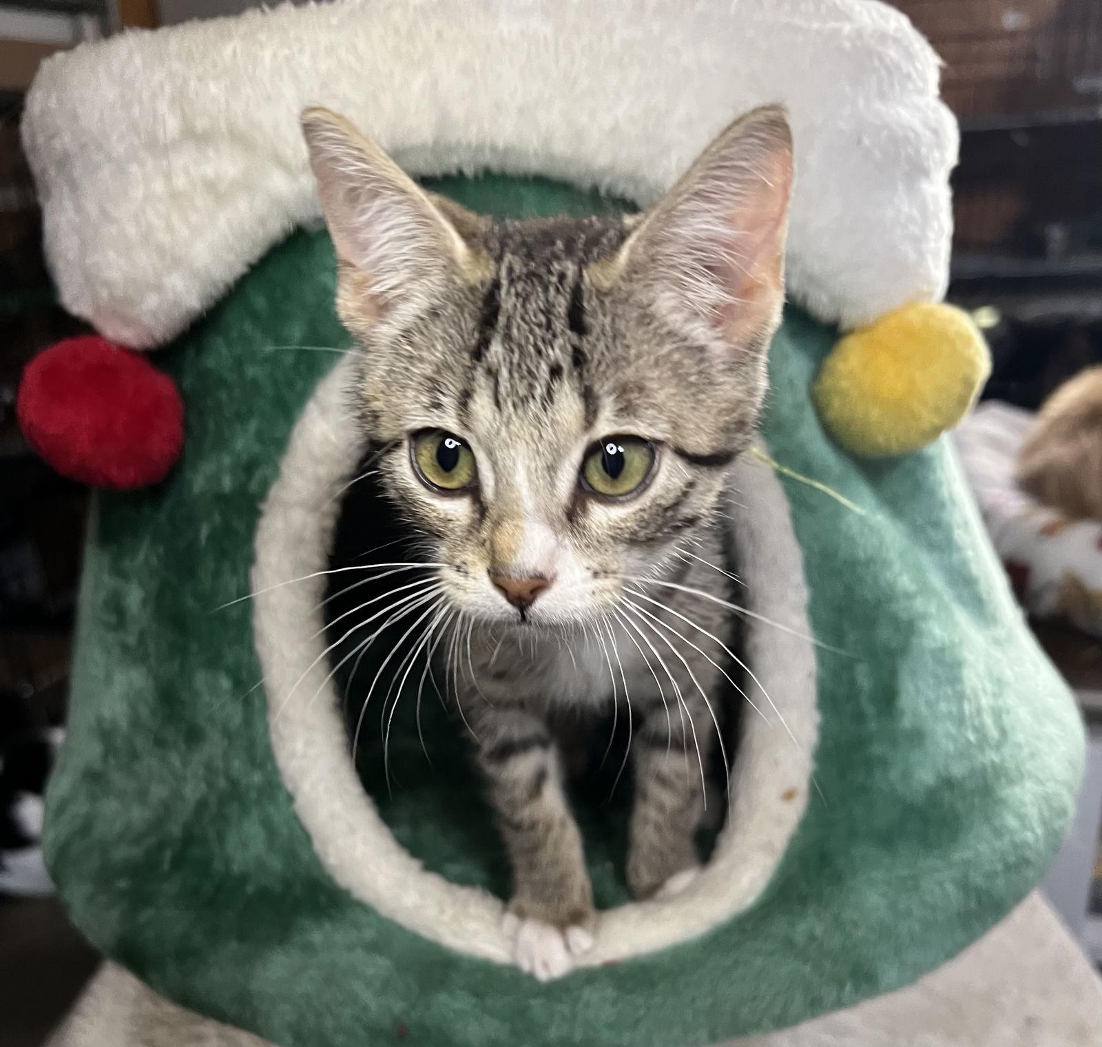 Enlarge Lil Bit, a Adoptable Domestic Short Hair in Hammond, LA image 1/3