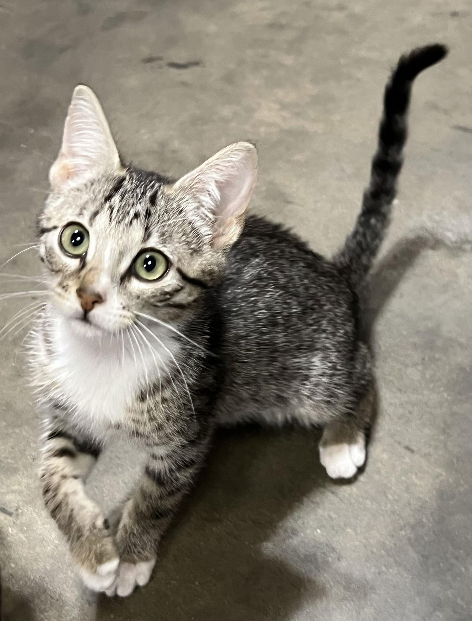 Lil Bit, Adoptable, Young Female Domestic Short Hair.