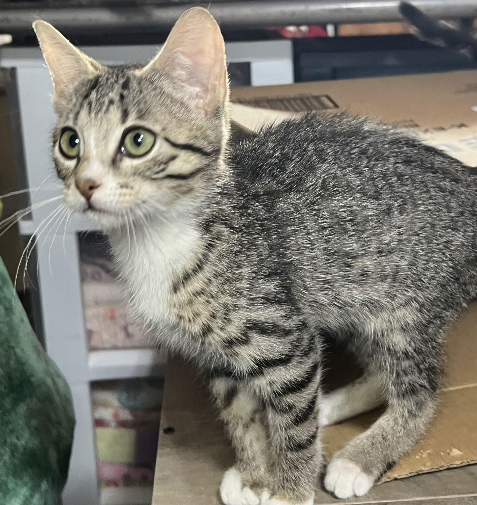 Enlarge Lil Bit, a Adoptable Domestic Short Hair in Hammond, LA image 3/3