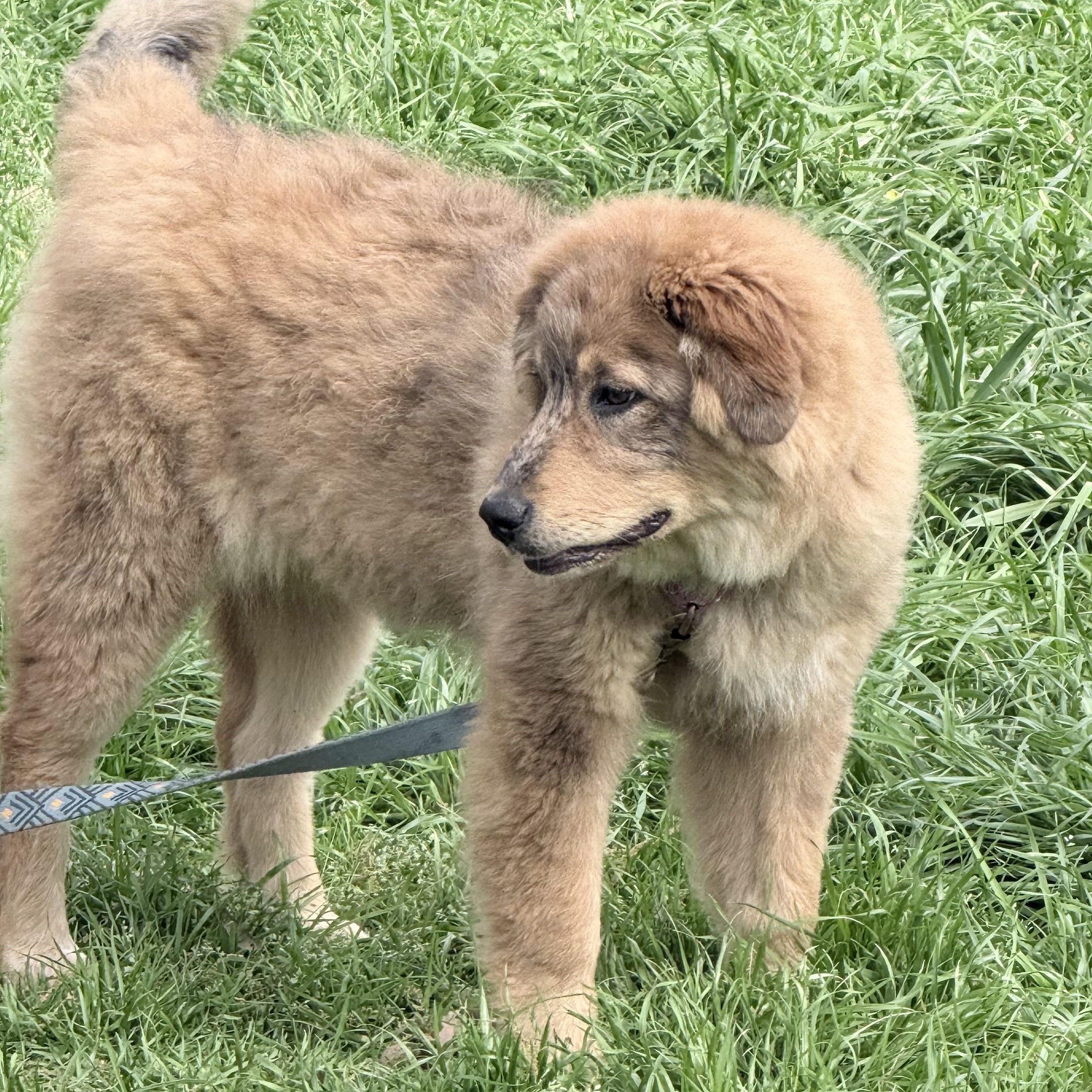 Enlarge Clover, an adopted mixed breed in New Rochelle, NY image 3/4