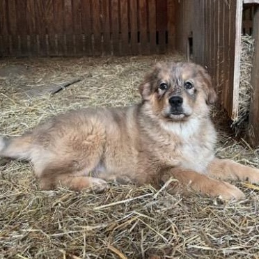 Enlarge Clover, an adopted mixed breed in New Rochelle, NY image 2/4