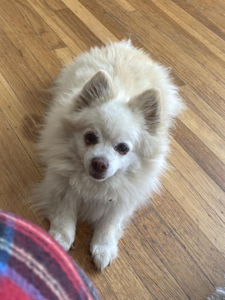 Rocky Little Bit, Adoptable, Senior Male Pomeranian.