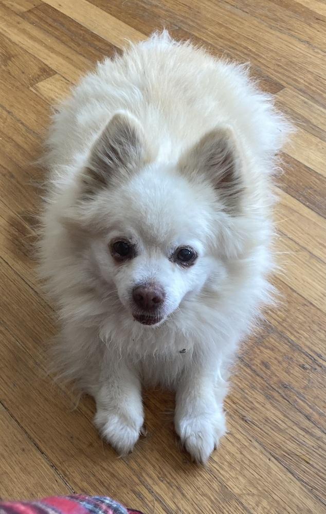 Enlarge Rocky Little Bit, a Adoptable Pomeranian in Jamestown, CA image 2/3