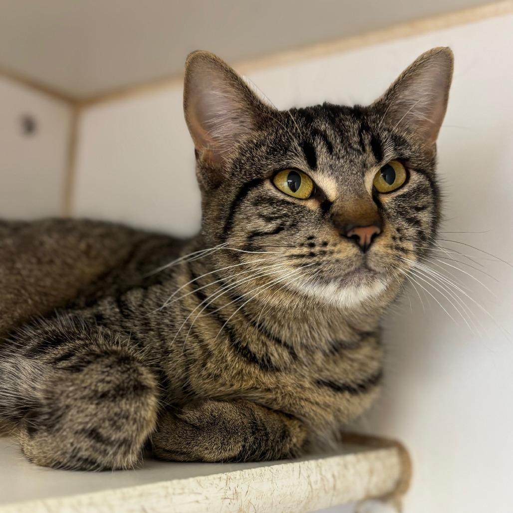 Violin, Adoptable, Young Female Domestic Short Hair.